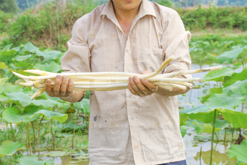 手里拿着新鲜采摘的藕尖