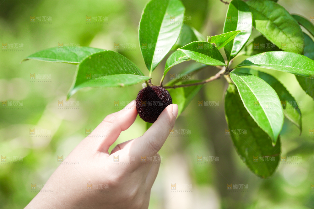 手里拿着杨梅