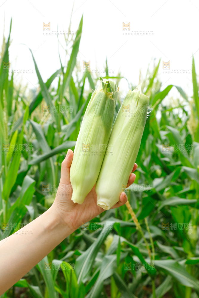 手里拿着牛奶玉米