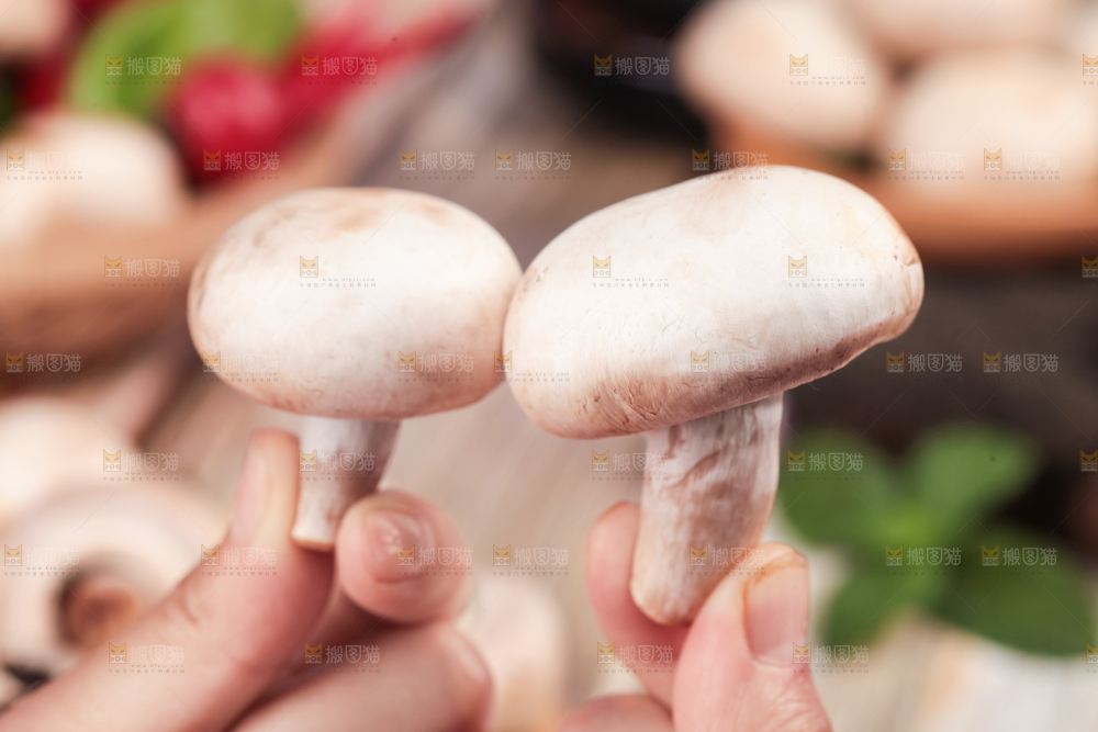 手里拿着新鲜小白菇