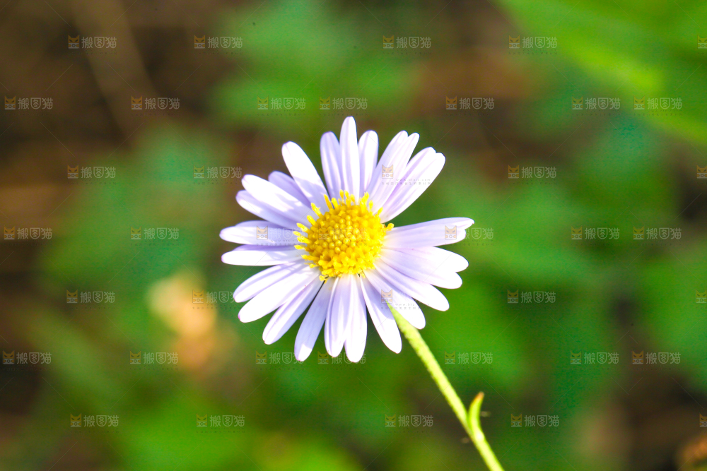 一朵盛开的小雏菊