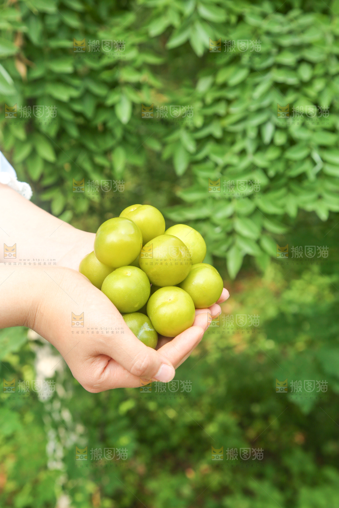 手里捧着黄金奈李