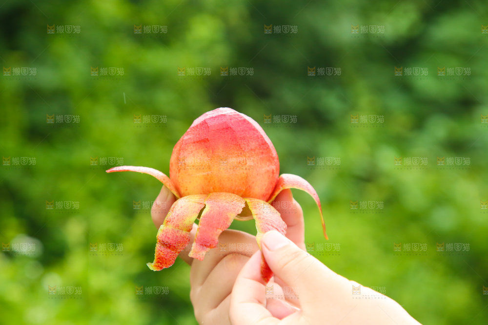 手里拿着红心李