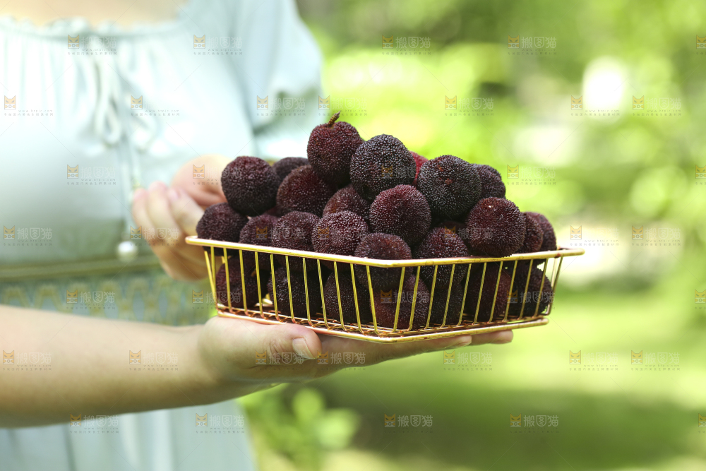 手里拿着一篮新鲜杨梅