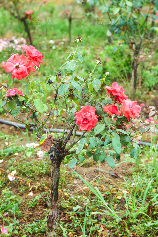 农田里种植的月季花