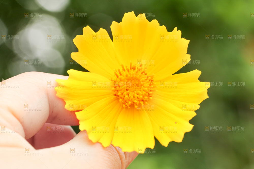 手里拿着一朵花