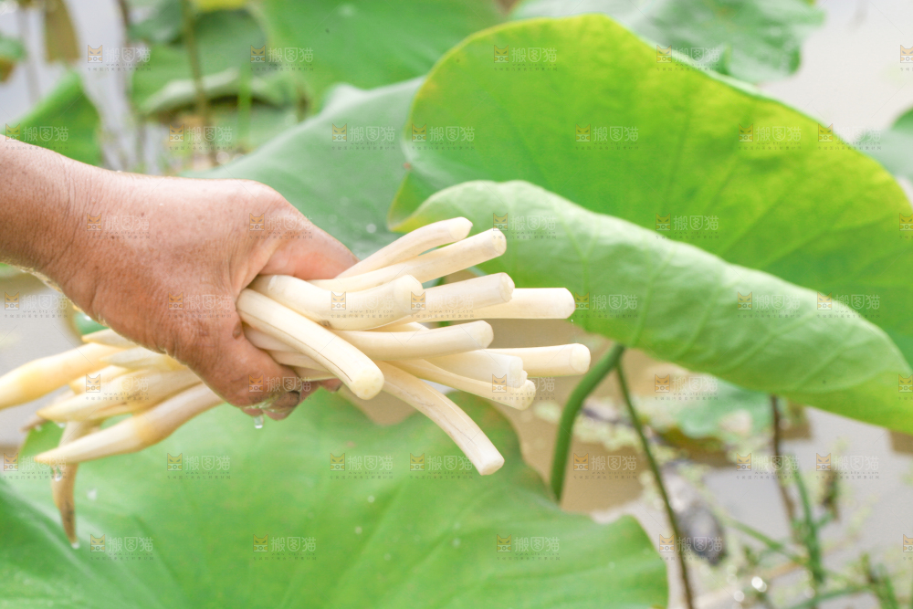 手里拿着刚采摘的新鲜藕带