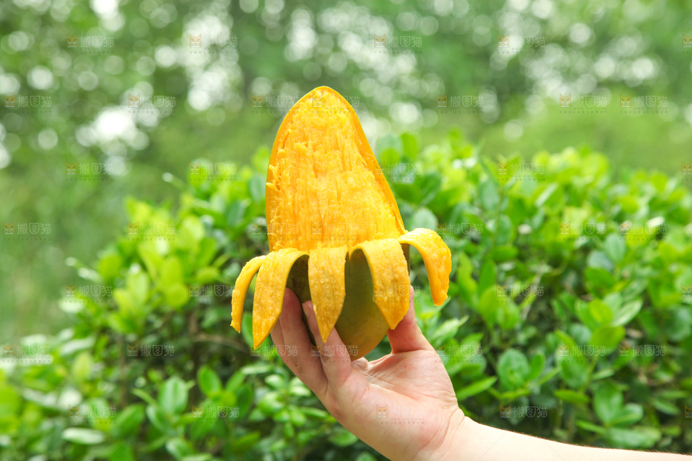 手里拿着正在剥皮的大青芒