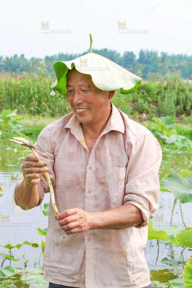 农民正在采摘藕带