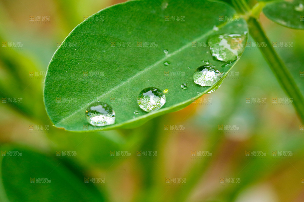 绿叶上的水珠