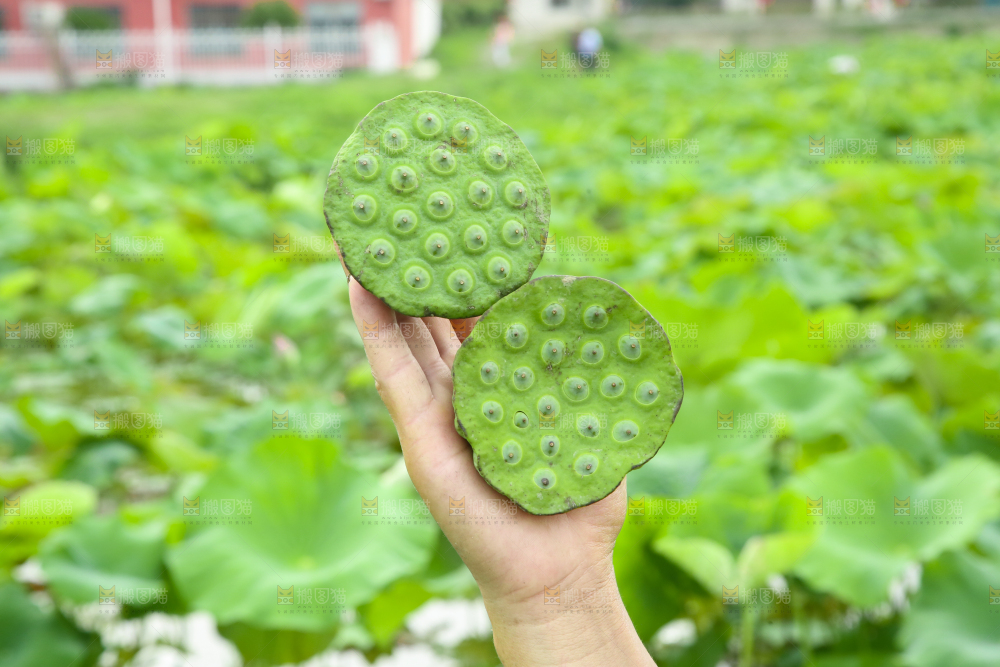 手里拿着莲蓬