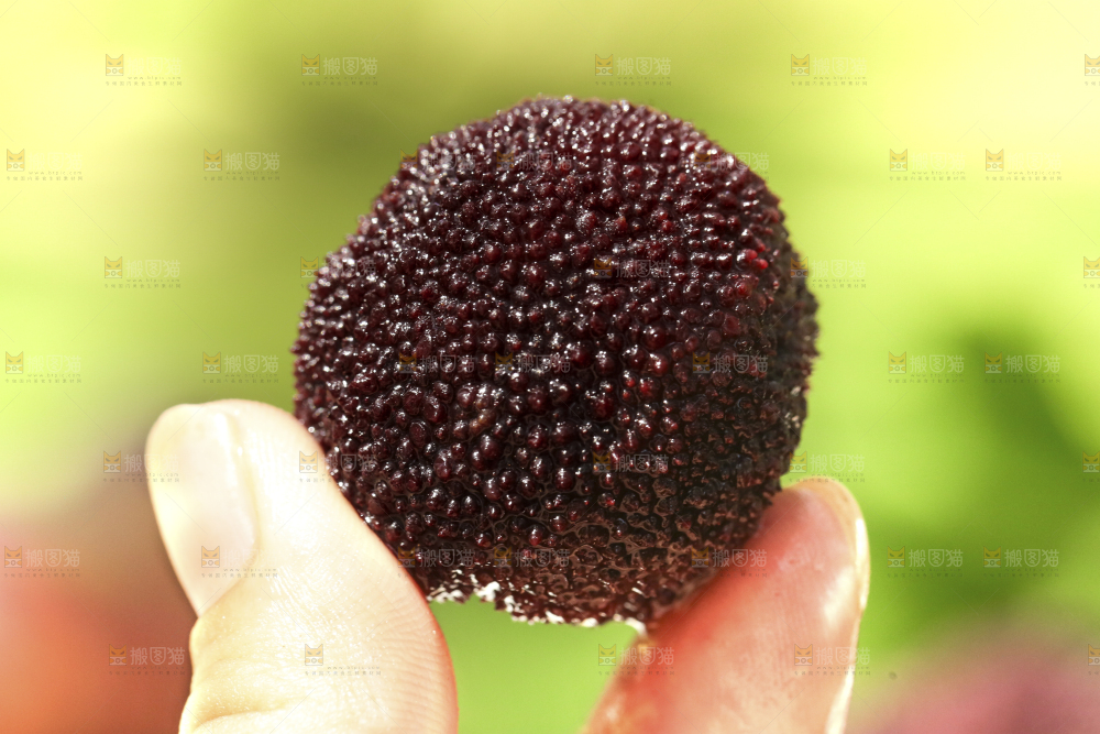 手里拿着圣生梅