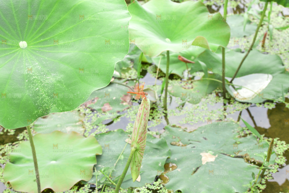 池塘里的荷叶