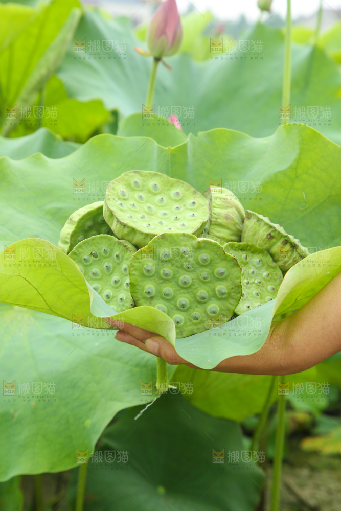 手里拿着莲蓬