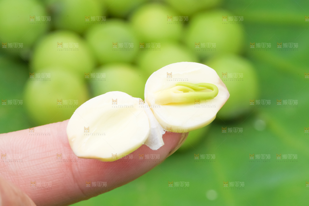 手里拿着莲子