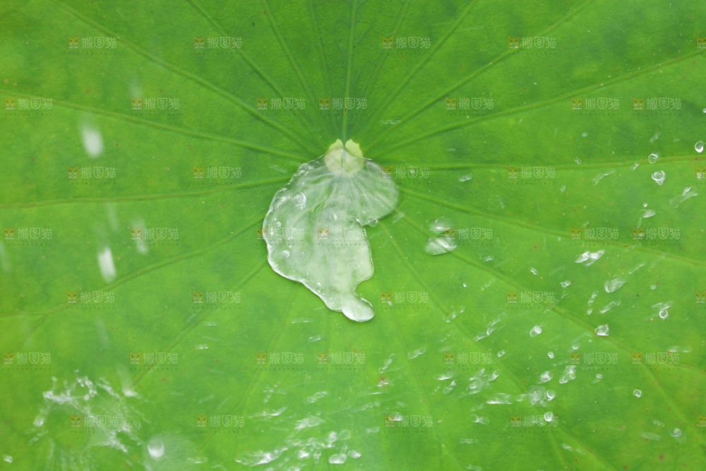 一片荷花叶子