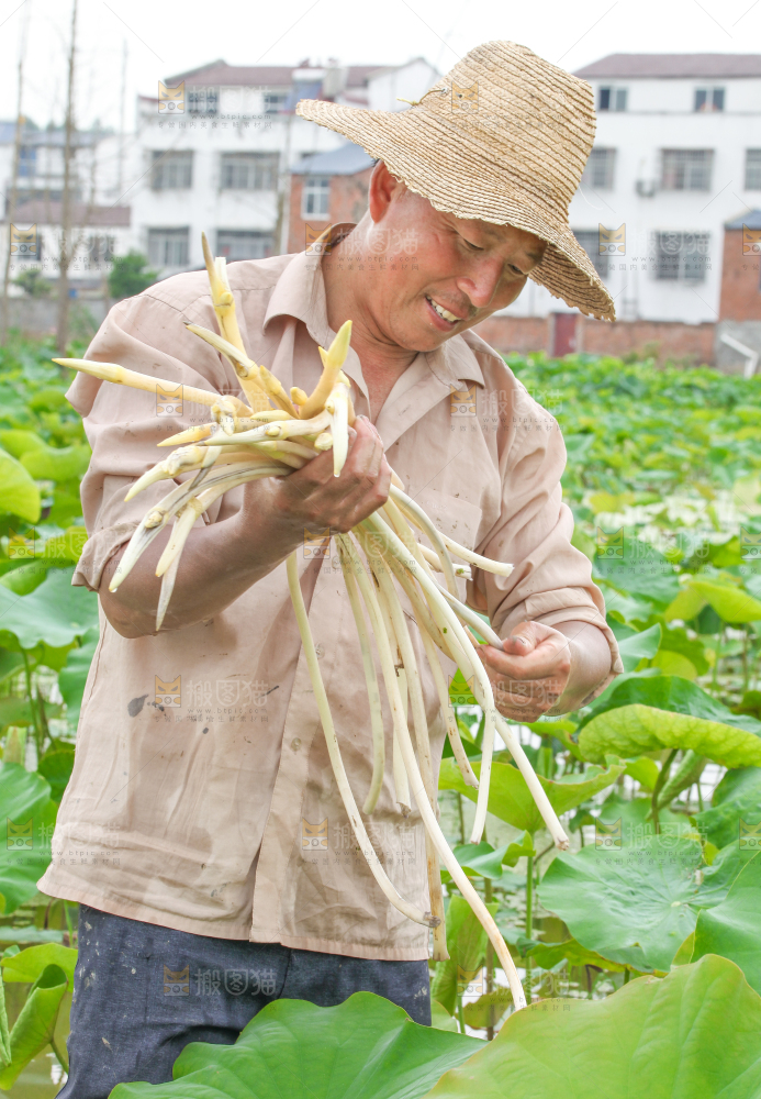 农民正在采摘藕带