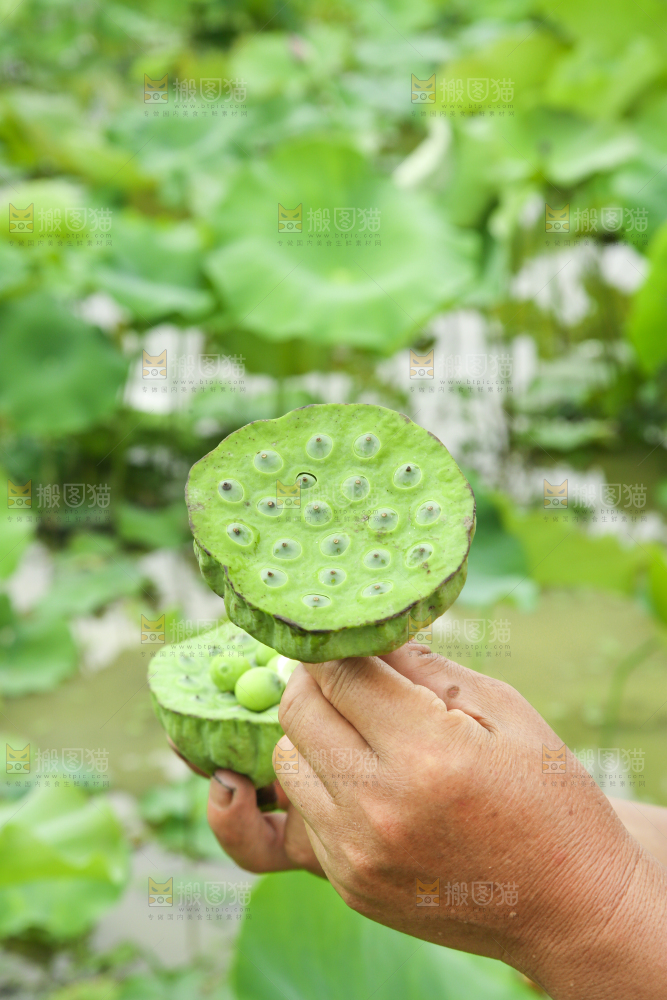 手里拿着莲蓬子