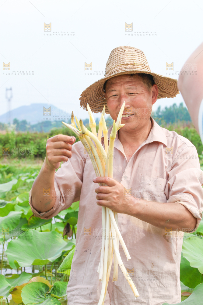 手里拿着新鲜采摘的藕尖