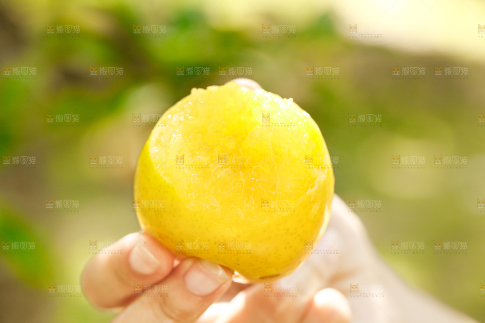 手里拿着九峰山黄金奈李