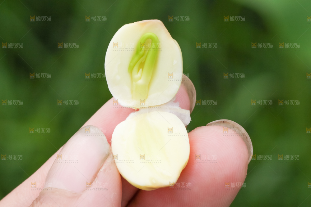 手里拿着莲子