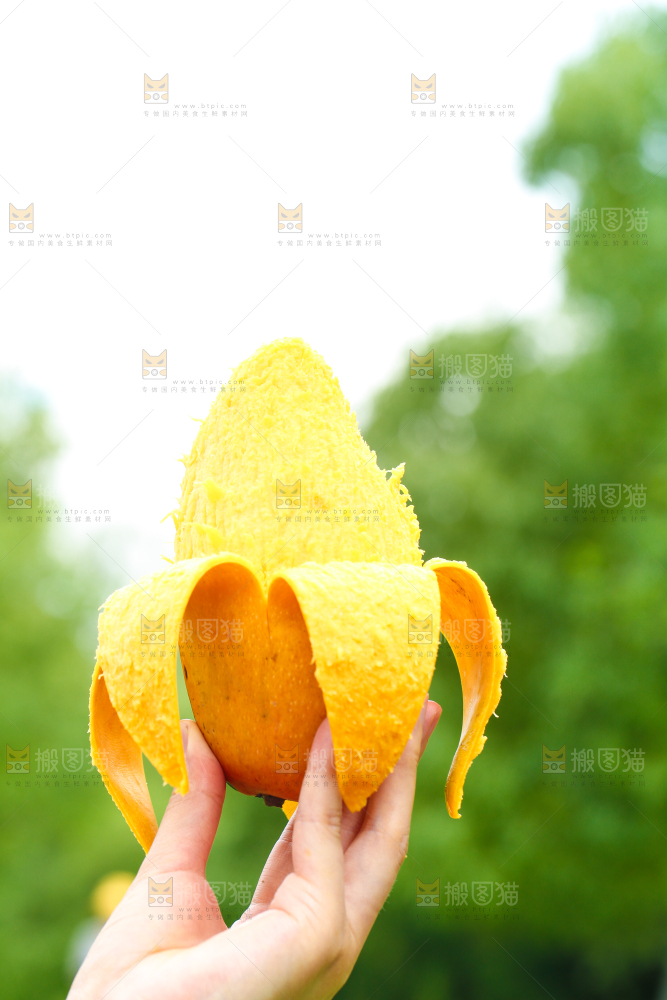 手里拿着水芒果