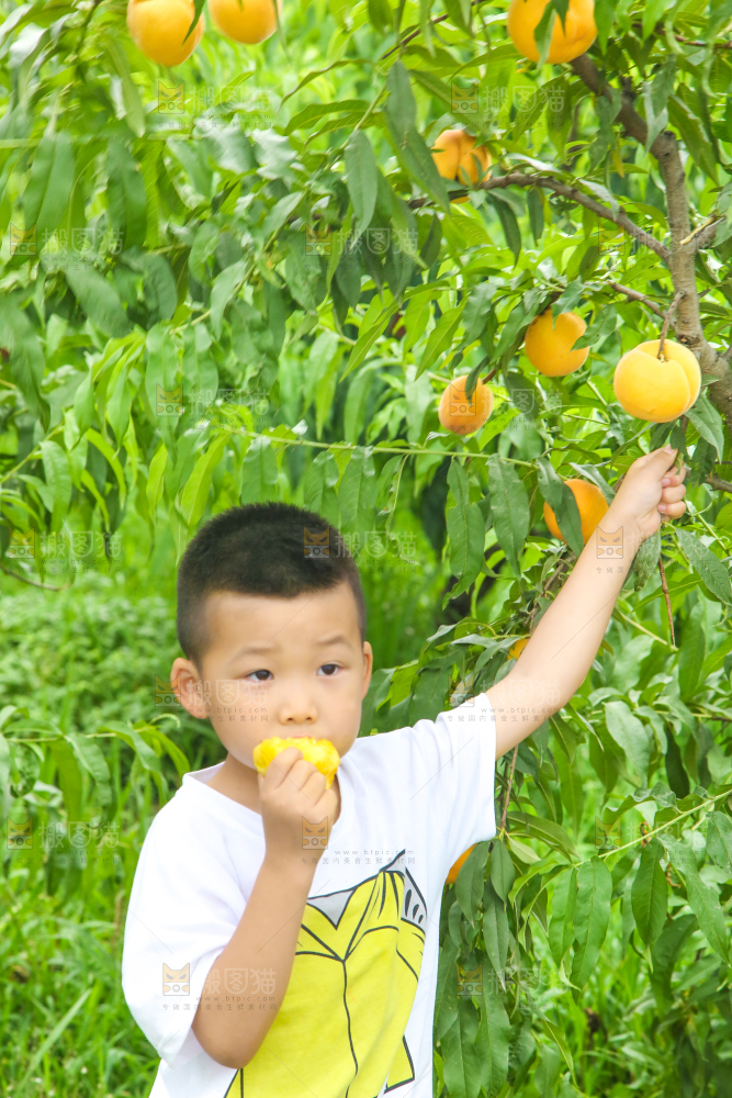 小男孩正在采摘黄桃