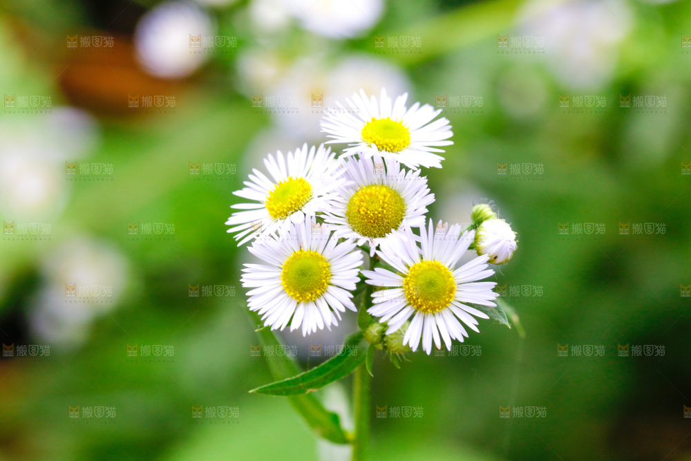 盛开的小雏菊
