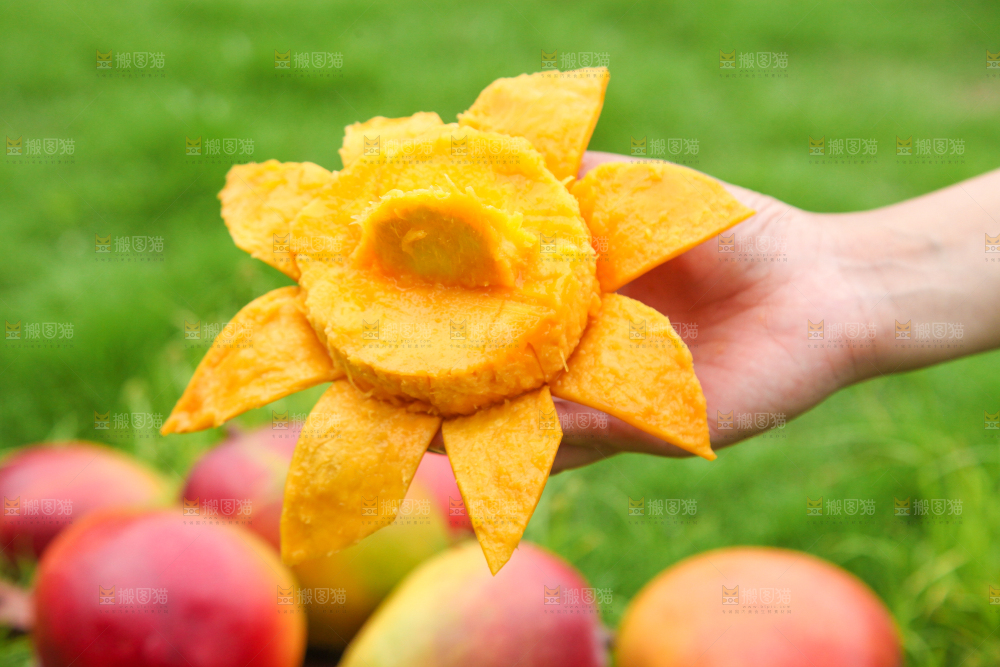 手里拿着苹果芒