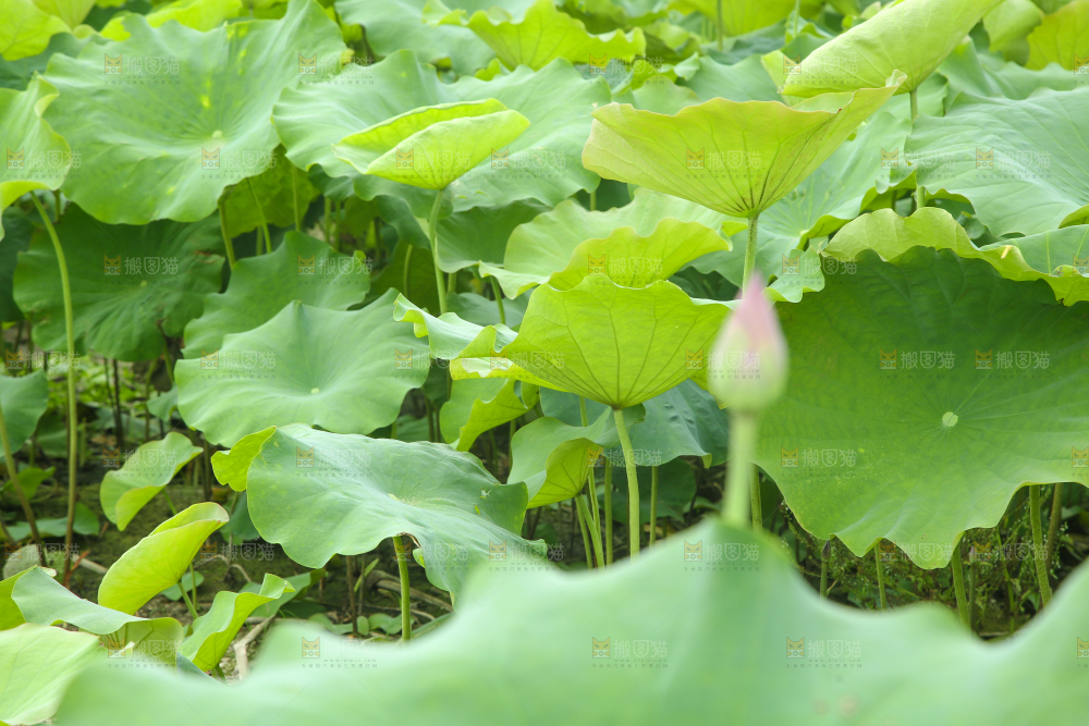 池塘里的荷叶