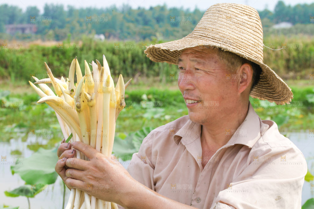 手里拿着刚采摘的新鲜藕带
