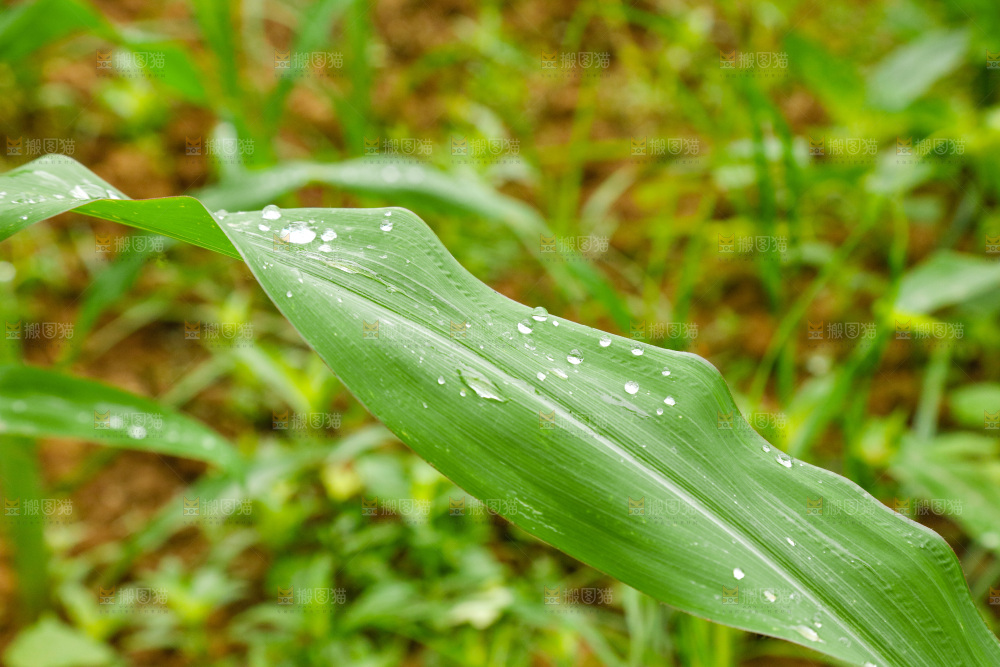 一片玉米叶子