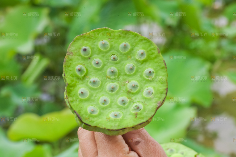 手里拿着莲子
