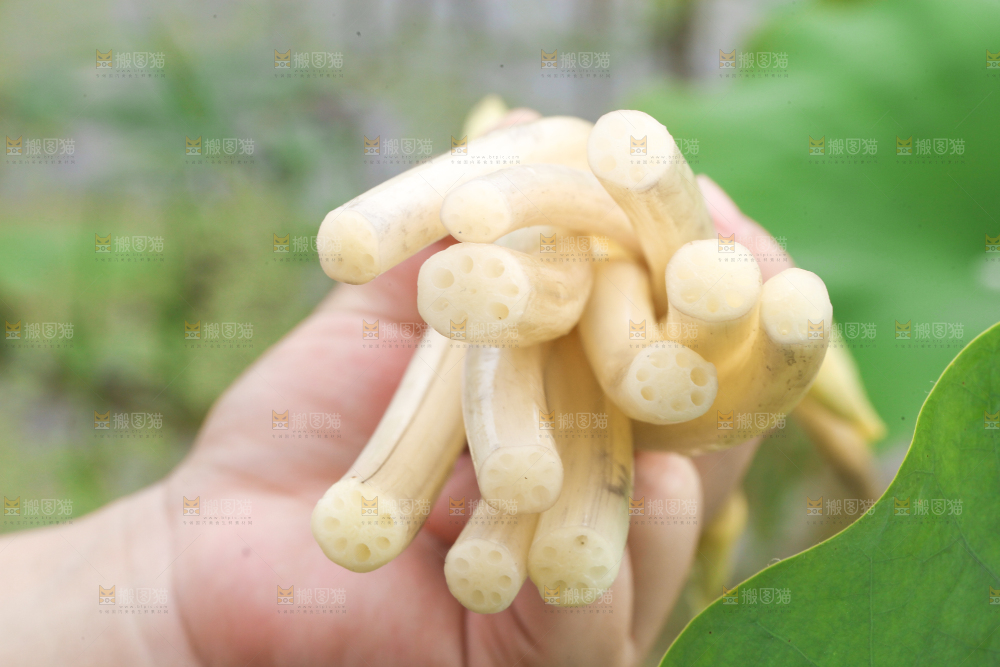 手里拿着刚采摘的新鲜藕带