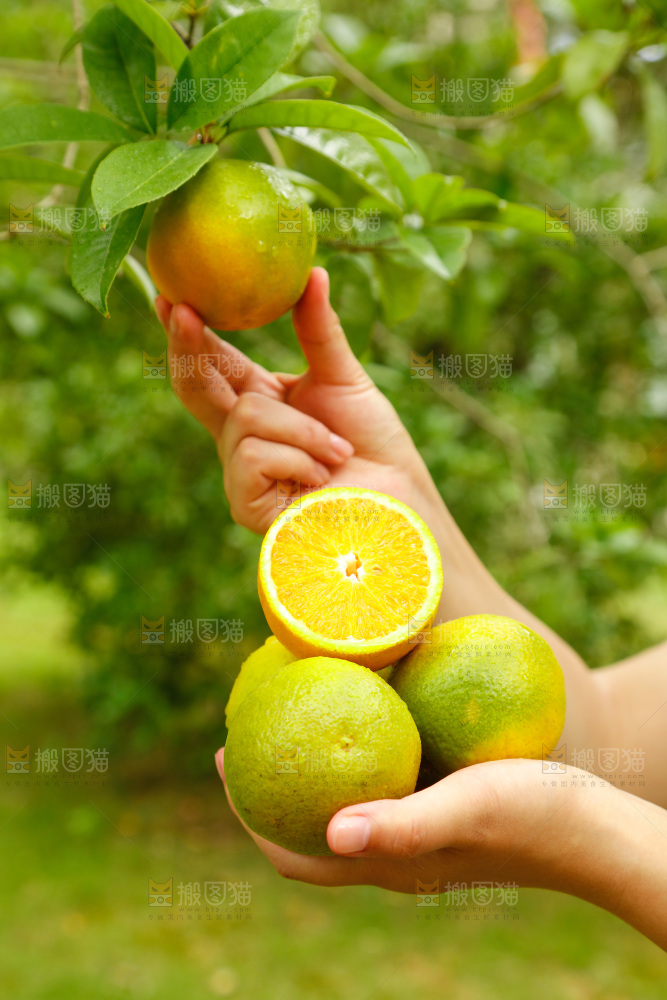 手里拿着广西桂林夏橙