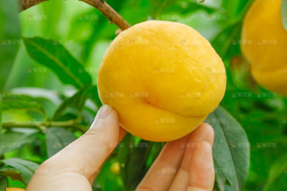 手里拿着新鲜黄桃