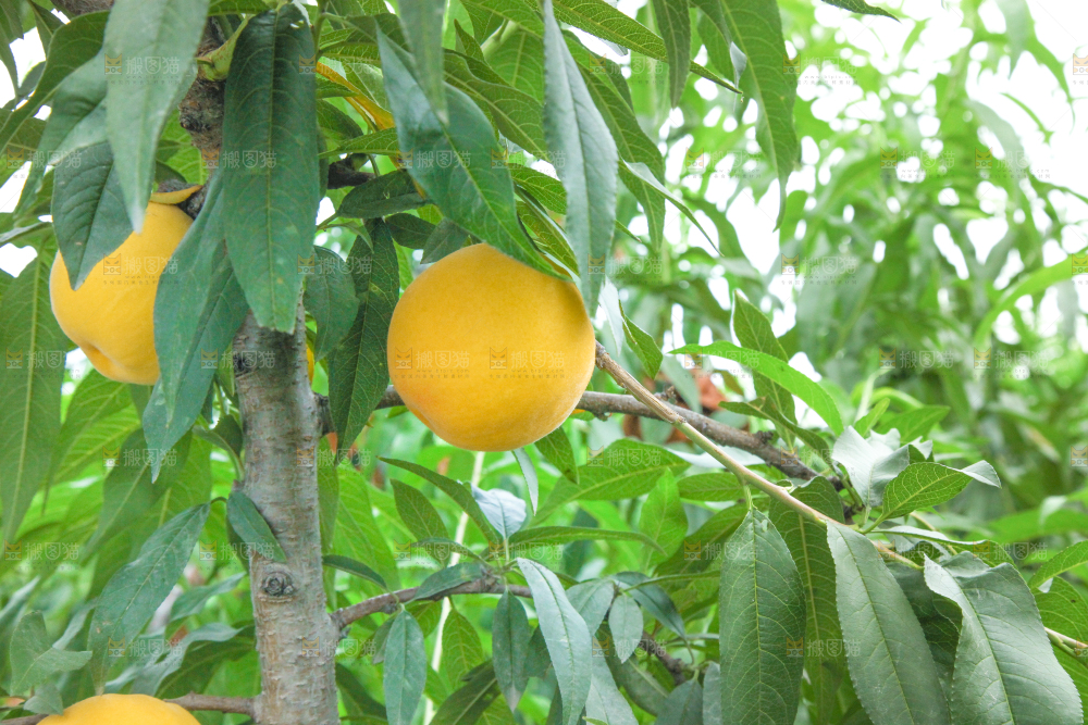 桃树上的黄桃
