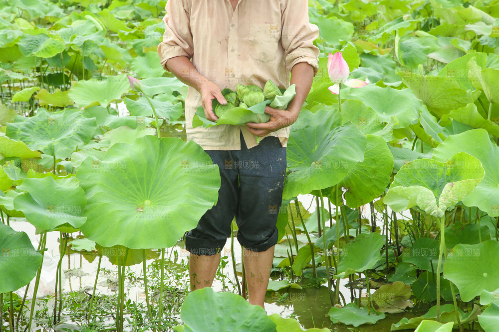 农民正在采摘莲蓬