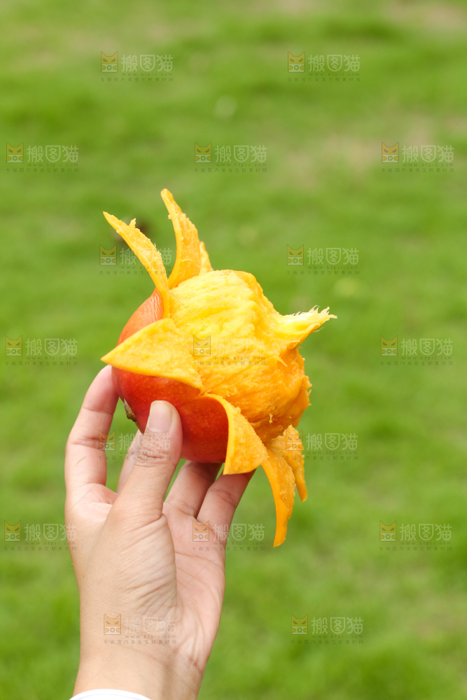 手里拿着青芒