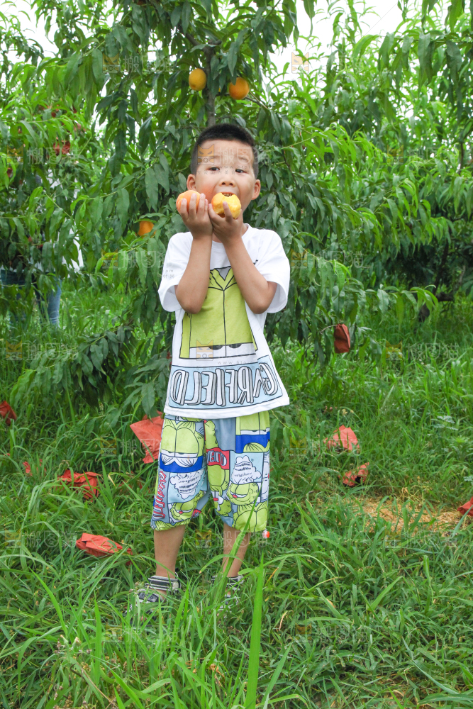 小男孩正在吃黄桃