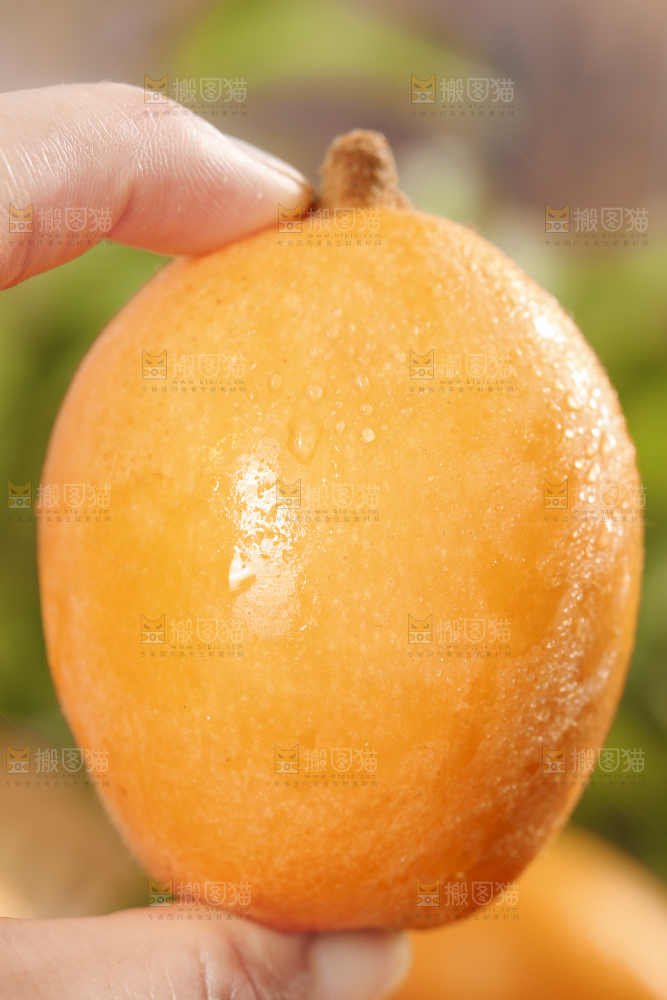 手里拿着枇杷果