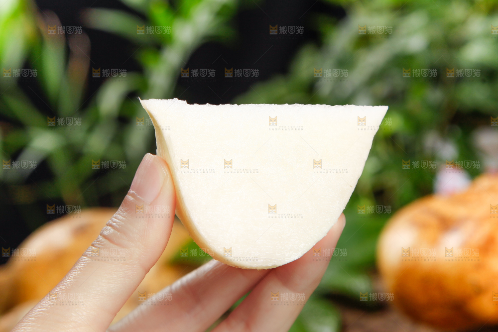 手里拿着凉薯