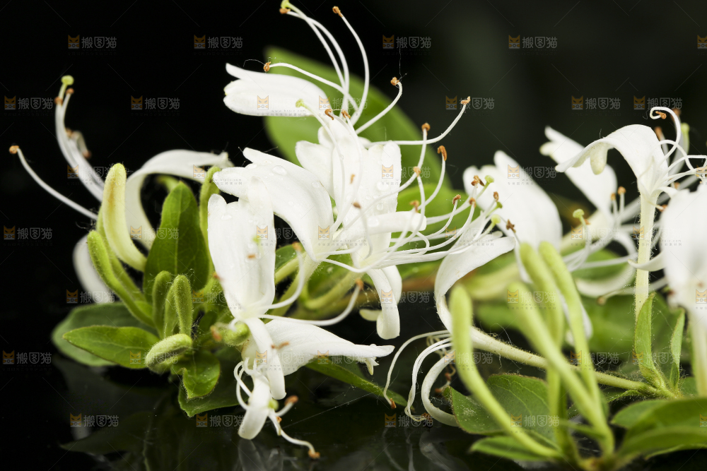 黑底上放着清凉金银花茶