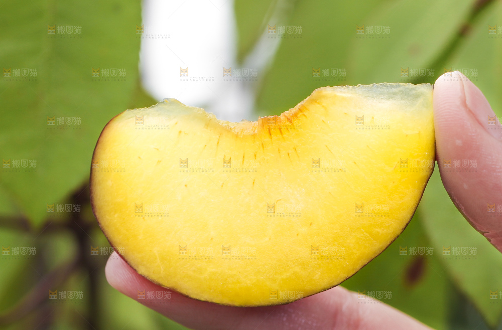 手里拿着黑布李