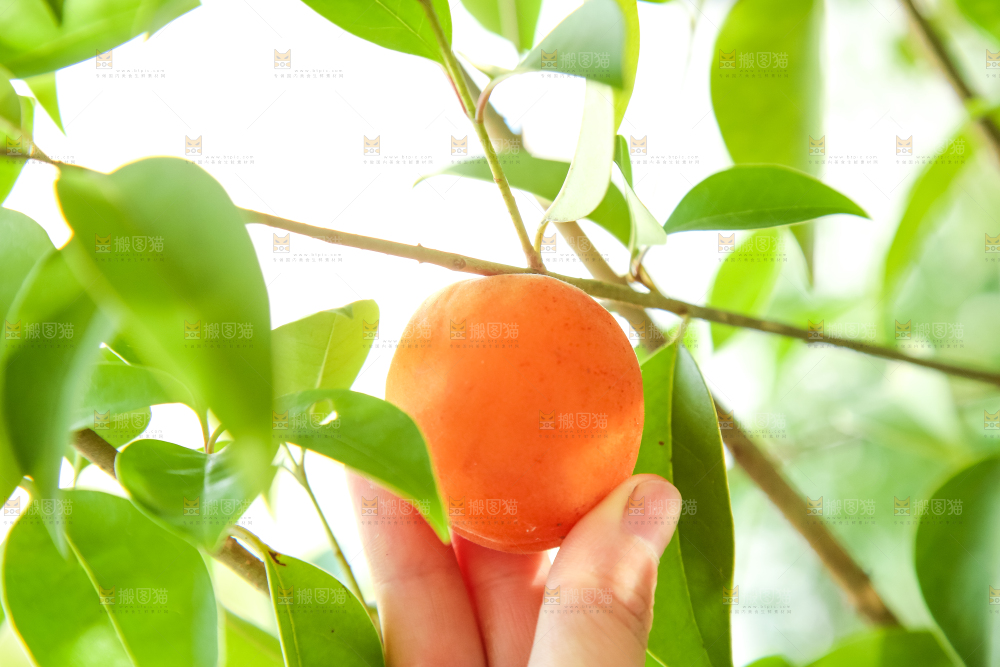 手里拿着秦岭头茬大黄杏