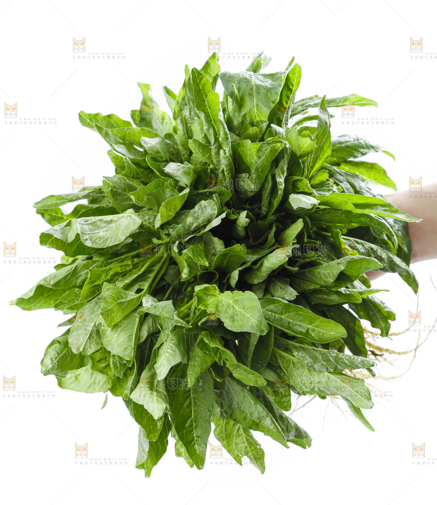 手里拿着一把新鲜苋菜