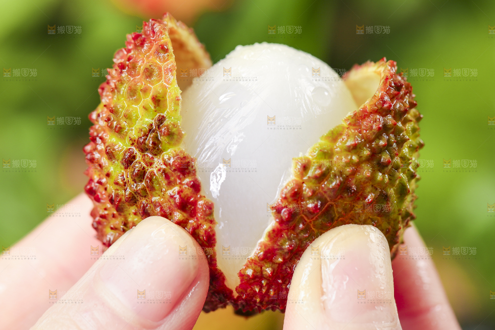 手里拿着妃子笑荔枝