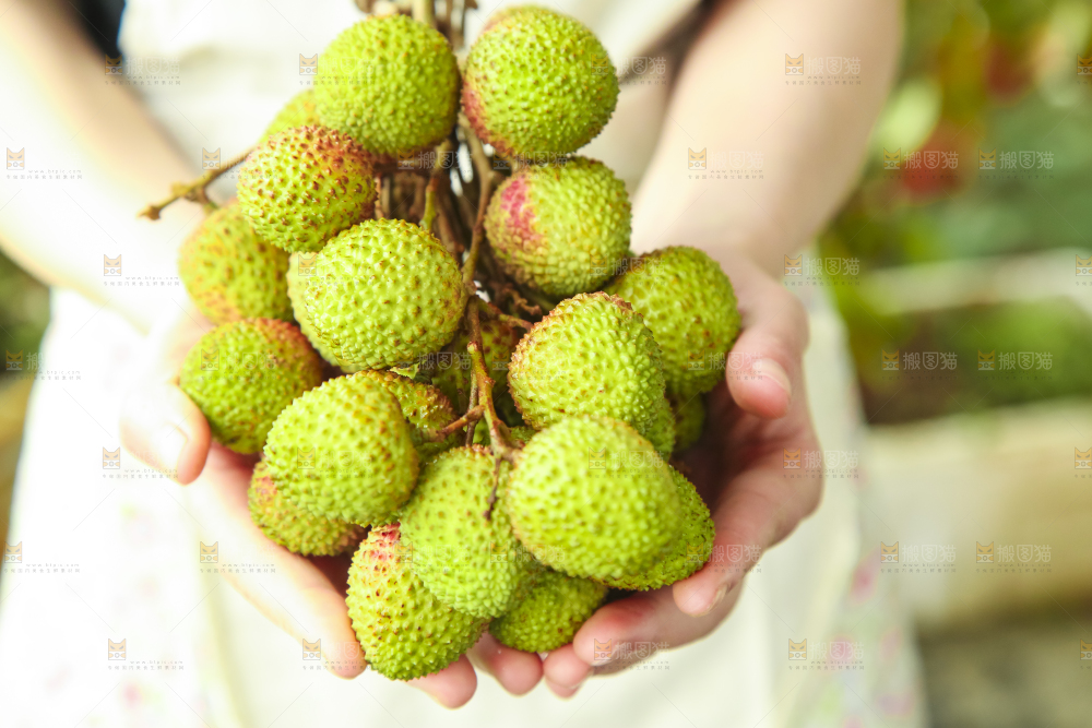 妃子笑荔枝