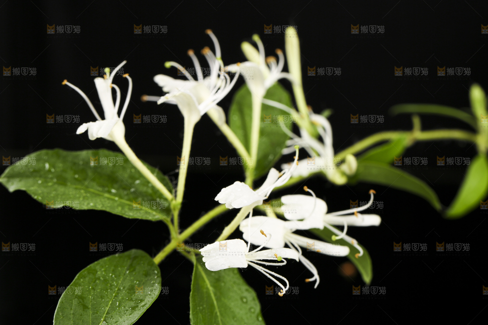 黑底上放着金银花