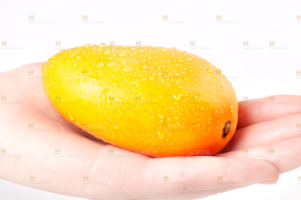 手里拿着台农芒